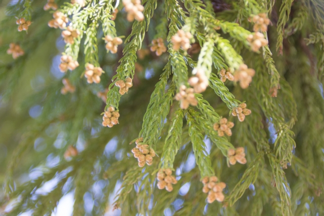 花粉は外壁塗装に何か影響を与える？それとも与えない？